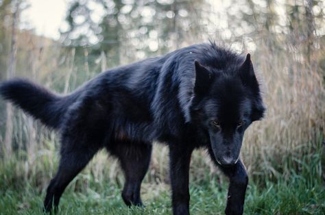 German Shepherd Photography, Wolf Poses, Black German Shepherd Dog, Big Dog Breeds, Wolf Pictures, Pretty Dogs, Companion Dog, Pretty Animals, Big Dog