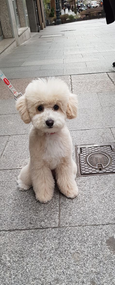 Cream Poodle Toy, Mini Poodles White, Toy Poodle Haircut Styles Korean, Bichon Frise Poodle Haircut Styles, Teddy Bear Dog Hair Cuts, White Toy Poodle Haircut Styles, Fluffy Dog Haircut, Blonde Toy Poodle, Dog Teddy Bear Haircut