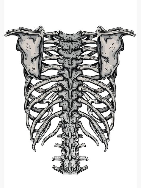 "Back Rib Cage" Photographic Print for Sale by Ramblas Design | Redbubble Spine And Ribs, Rib Cage Drawing, Spine Drawing, Human Anatomy Drawing, Gcse Art, Anatomy Drawing, Human Anatomy, Rib Cage, Art Stuff