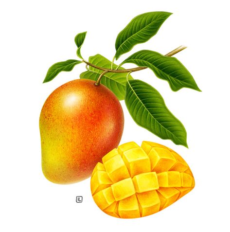 Wünder Creamery on Behance Mango Fruit Drawing, Mango Drawings, Mango Painting, Mango Tattoo, Mango Drawing, Mango Design, Fruit Mango, Drinks Packaging Design, Fruits Drawing