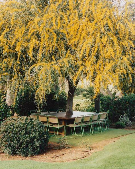 📷 @carlopiro | Instagram Mimosa Tree, Relaxing Decor, Tree Garden, Dream Yard, Garden Parasols, Outdoor Accent Table, Luxury Garden, Mediterranean Garden, Outdoor Side Table