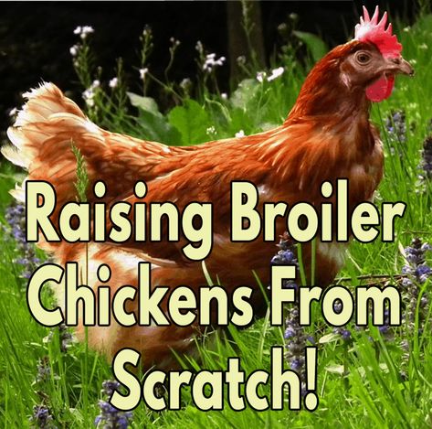 Raising Broiler Chickens, Raising Meat Chickens, Poultry Equipment, Broiler Chicken, Raising Chicks, Chicken Feed, Kickstarter Campaign, Chicken Breeds, Meat Chickens