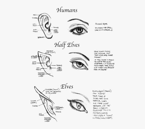 Elf Characteristics, Elf Types, Elf Eyes, Types Of Elves, Elf Images, Elf Face, Woodland Elf, Anime Elf, Dnd Stuff