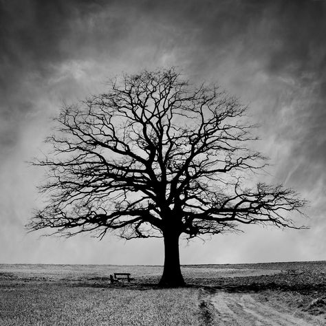 Haunted Tree, Ancient Tattoo, Spooky Trees, Tree Of Life Tattoo, Bare Tree, Black And White Tree, Tree Photography, Tree Silhouette, White Tree