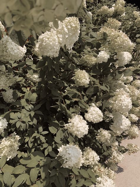 White Hydrangeas Aesthetic, Hydrangeas Aesthetic, Hebe Aesthetic, White Hydrangea Aesthetic, Bday Collage, Hydrangea Aesthetic, Character Themes, Aesthetic Gardening, Blue Aesthetic Hydrangea