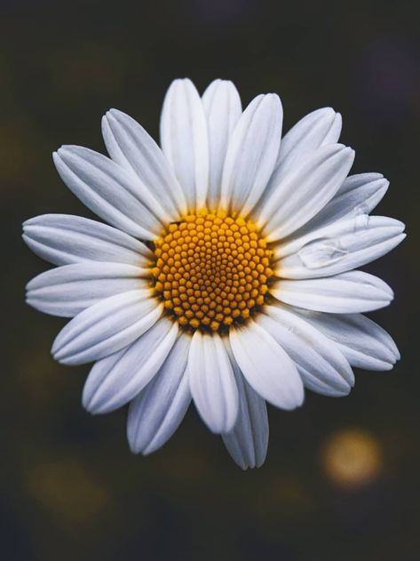 Pictures Of Daisies, Daisy Flower Photography, Symmetrical Flowers, Sunflower Themed Kitchen, Russian Painting, Rock Painting Ideas Easy, Wallpaper Nature Flowers, Visual Aesthetics, Chamomile Flowers