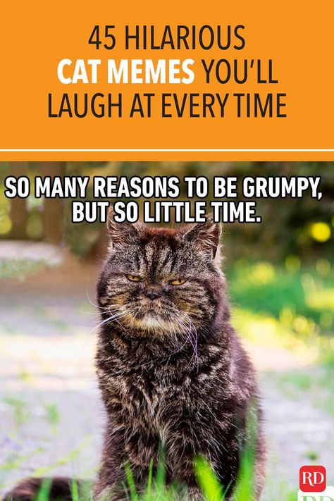 Can anything brighten a day quite like a funny cat? These hilarious cat memes are guaranteed to make you crack a smile. #cats #memes #catmemes #jokes #catjokes #humor Funny Kitty Pictures, Funny Cat Jokes Humour, Cats Quotes Funny, Funny Cat Quotes Hilarious, Funny Images Hilarious Humor, Cats With Attitude, Scary Cats Funny, Cartoons Funny Hilarious, Hilarious Cat Pictures