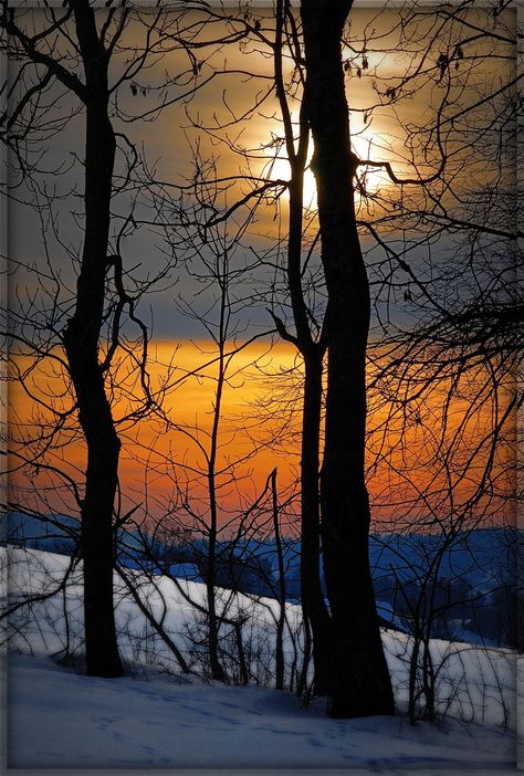 Twilight Winter, Switzerland Winter, Anemone Coronaria, Sunset Winter, Bare Trees, Photography Board, Snow Tree, Winter Sunset, Art Winter