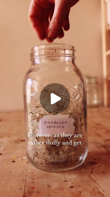 Megan Howlett on Instagram: "Did you know you could do this with dandelion seeds? 🌼🌻  Method:   🌻 fill a jar halfway with dandelion seeds 🌻 add water about 2 inches above where the seeds sit  🌻 mix throughly till all the seeds sit under the water 🌻leave in a warm place  🌻refresh the water every day  🌻 once you see sprouts cover and tilt to the side  🌻 keep refreshing the water till the sprouts are the size you want them 🌻 enjoy!  What would you sprinkle them on? 🌿  #foraging #foraginguk #wildfood #wildfoods #cottagecore #slowliving #forager #dandelion" Wild Crafting, Food Foraging, Dandelion Seeds, Under The Water, Dandelion Seed, Wild Food, Slow Living, Permaculture, Leave In