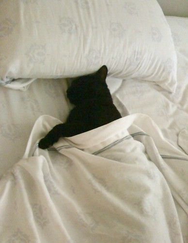 https://flic.kr/p/2iKuxYm | Zorro in Bed | Zorro, a black cat, is tucked under the covers for a nap. Napping Aesthetic, Cute Black Cat Aesthetic, Nap Aesthetic, Cats In Bed, In Bed Aesthetic, Cat In Bed, Cat In Bed Aesthetic, Black Cat Aestethic, Cat Tucked In Bed