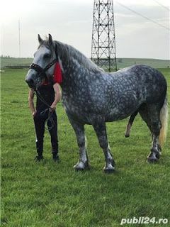 Horse Hybrid, Big Horse Breeds, Largest Horse Breed, Male Horse, Interesting Animal, Stallion Horses, Horse Reference, Big Horses, Most Beautiful Horses