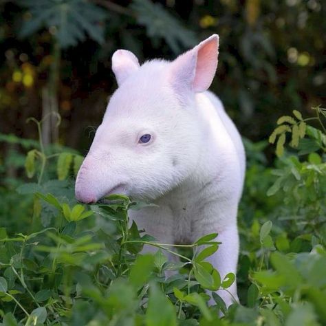 Rare Animals Real, Leucistic Animals, Rare Albino Animals, Animal Aesthetic, Albino Animals, Wild Animals Pictures, Interesting Animals, Unusual Animals, Rare Animals