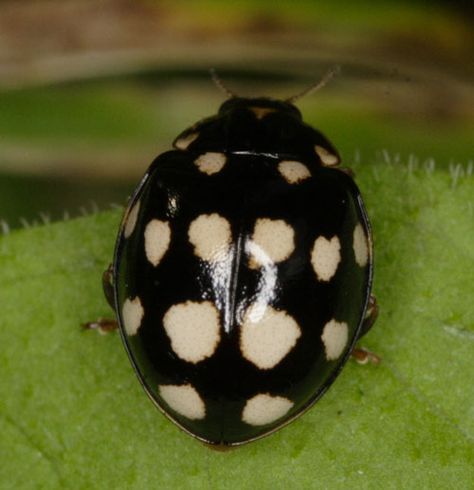 black ladybug Black Ladybug, Lady Beetle, Cool Bugs, A Bug's Life, Beetle Bug, Lady Bugs, Beautiful Bugs, Creepy Crawlies, Beautiful Beautiful