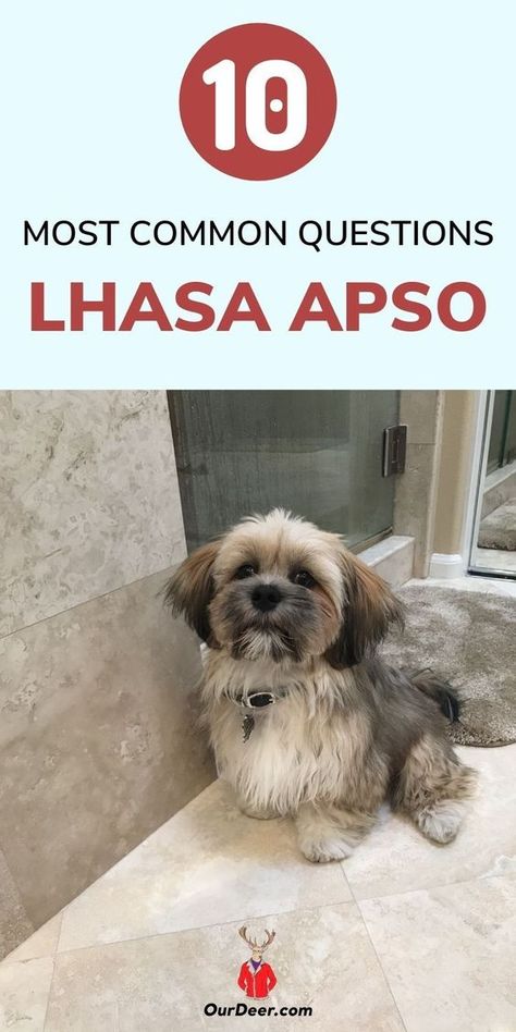 Lhasa Apso Dogs, Lhasa Apso Grooming, Lhasa Apso Puppy, Lhasa Apso Puppies, Dog Medicine, Bear Bear, Baby Animals Pictures, Lhasa Apso, Types Of Dogs