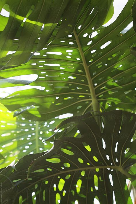 Alocasia Plant, Morning Sunlight, Plant Photography, Plant Aesthetic, Monstera Plant, Plant Painting, Welcome To The Jungle, Monstera Deliciosa, Nature Plants