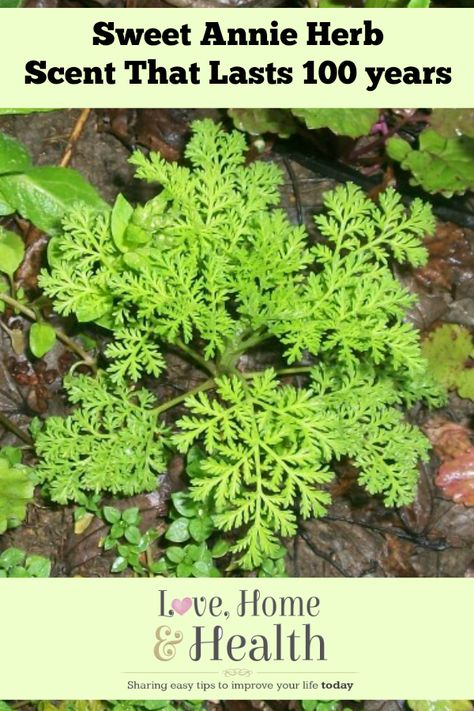 #Gardening Sweet Annie Herb - www.LoveHomeandHealth.com Sweet Annie Uses, Sweet Annie Plant, Sweet Wormwood, Herbal Pharmacy, Flower Arranging Tutorial, Vegtable Garden, Gardening Herbs, Sweet Annie, Blog Challenge