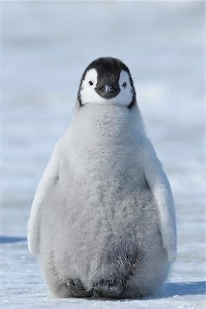 Jar Inspiration, Penguin Photos, Penguin Pictures, Penguin Love, Emperor Penguin, Baby Penguins, Kawaii Animals, Cute Wild Animals, Cute Penguins