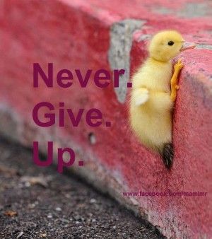 Rubber Duck Quotes. QuotesGram Ge Aldrig Upp, Baby Ducks, Memes Humor, E Card, Swans, A Quote, 귀여운 동물, Cuteness Overload, Never Give Up