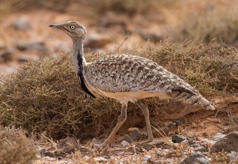 6. Houbara Bustard (Chlamydotis undulata) | found in arid habitats spread across northern Africa and Southeast Asia with a population on the Canary Islands Houbara Bustard, Alaskan Art, Northern Africa, Marcel Proust, African Wildlife, Zoology, Canary Islands, Song Bird, Southeast Asia