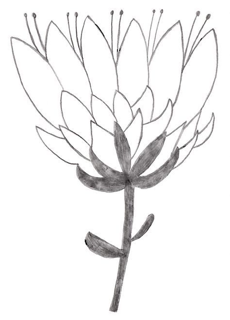 Protea #Protea #Drawing #Doodle How To Draw A Protea, Simple Protea Drawing, Protea Outline Drawing, Protea Line Drawing Tattoo, Protea Drawing, King Protea Drawing, Protea Colouring Page, Australian Botanicals, Sketch Aesthetic