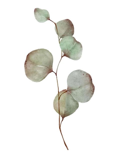 Eucalyptus greenery tree branch with leaves watercolor painting isolated on white background Illustrated Plants, Tree Branch With Leaves, Leaves Watercolor Painting, Leaves Tattoo, Branch With Leaves, Best Graphic Design, Feuille Eucalyptus, Leaves Watercolor, Eucalyptus Tree