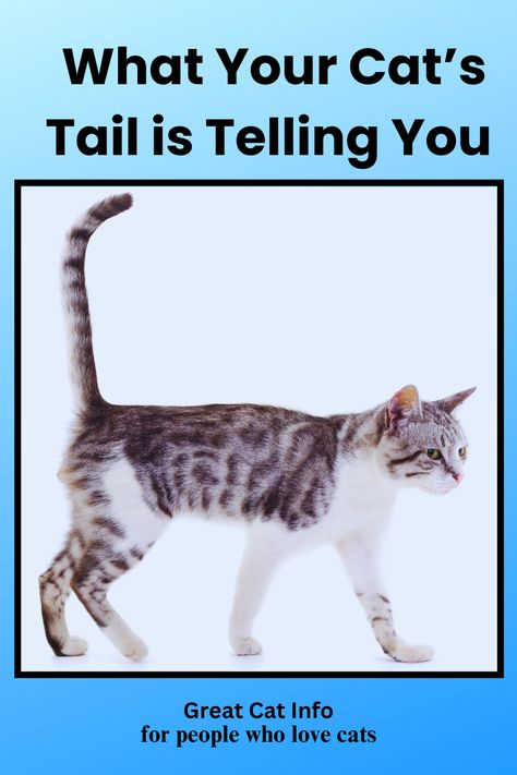 Cat walking with tail held straight up. Cat Tail Meaning, Cat Ears And Tail, Living With Cats, Cat Run, Cat Body, Cat Info, What Cat, Human Language, Lots Of Cats