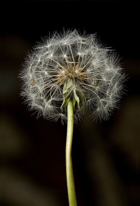 Dandelion Clock, Dandelion Wish, Raw Photo, Menstrual Pads, Shape Shifting, Garden Set, Natural Forms, Painting Photos, Yellow Flowers