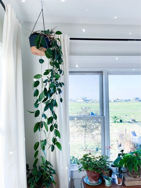 Hanging Plants Living Room, Hanging Plants Indoor Living Rooms, Thrift Diy, Plants Living Room, Hoya Carnosa, Kitchen Plants, Living Room Plants, Ceiling Hooks, Hanging Plants Indoor