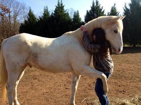 6 Horses That Hug Back | HORSE NATION Horse Tricks, Horse Riding Attire, Equine Massage, Trick Riding, Horse And Human, Equestrian Helmet, Horse Tips, Best Job, Riding Hats