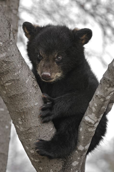 where do I go from here? Baby Black Bear, Photo Ours, Black Bear Cub, Bear Cub, Bear Pictures, Bear Cubs, Grizzly Bear, Amazing Animals, Baby Bear