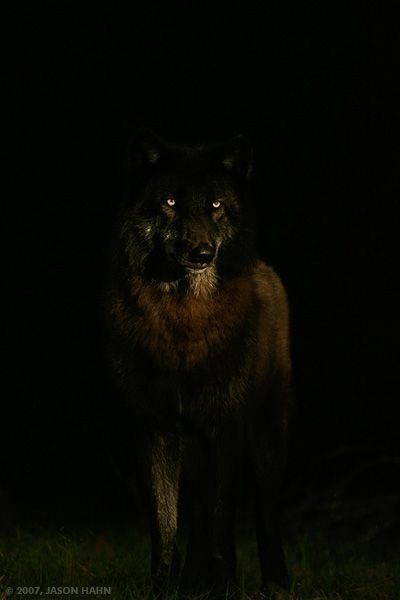 Black Wolf, A Wolf, Wolves, In The Dark, A Black, The World, Black