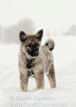 Norwegian Elkhound Pups and Dogs - Kamia Kennels News Elkhound Puppies, Norwegian Elkhounds, Beautiful Puppies, Norwegian Elkhound, Shepherd Dog Breeds, Australian Shepherd Dogs, Purebred Dogs, Pretty Dogs, The Cowboy