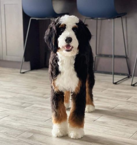 Bernedoodle Summer Cut, Mini Bernedoodle Haircut Styles, Bernadoodle Haircuts, Mini Bernedoodle Haircut, Bernedoodle Grooming Styles, Bernese Doodle, Bernedoodle Haircut Styles, Bernedoodle Haircuts, Bernedoodle Grooming