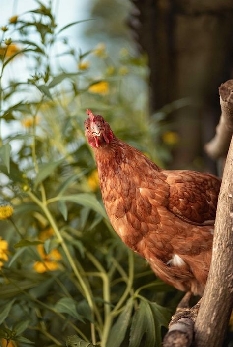 Chicken Life, Beautiful Chickens, Red Hen, Farm Photo, Chicken Art, Chickens And Roosters, Chicken Farm, Vintage Farm, Down On The Farm