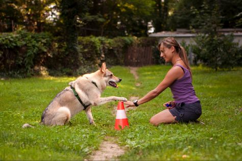 Claudia Fugazza using the Do As I Do dog training method Puppy Training Guide, Dog Training School, Dog Minding, Potty Training Puppy, Dog Hacks, Training Your Puppy, Dog Obedience, Obedience Training, Dog Training Obedience