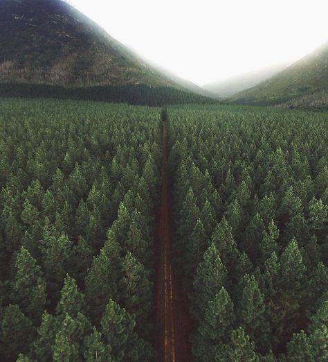 12.9k Likes, 57 Comments - Forest ↟ (@forest) on Instagram: “South Africa 🌲 cc: @jacques_crafford” Nature Field, Landscape Mountain, Mountain Nature, Pine Forest, Alam Yang Indah, Photography Nature, Pretty Places, Nature Travel, Aerial View