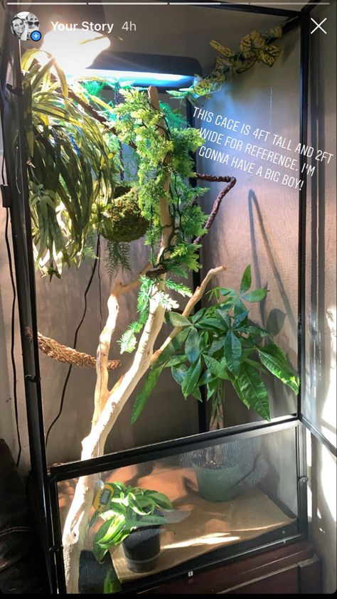 Chameleon Set Up, Veiled Chameleon Enclosure, Strange Pets, Chameleon Enclosure, Panther Chameleon, Veiled Chameleon, Karma Chameleon, Reptile Care, Pet Ideas