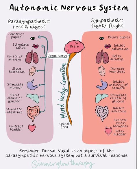 Parasympathetic Vs Sympathetic, Sympathetic And Parasympathetic, Sympathetic Nervous System, Nervus Vagus, Flight Response, Psychology Notes, Psychology Studies, Basic Anatomy And Physiology, Mental Health Activities