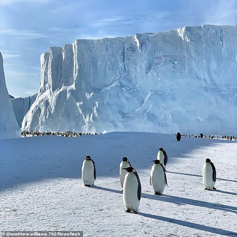 Antartica Aesthetic, Antarctica Aesthetic, Antartica Penguins, Antarctica Animals, Ice Antartica, Antarctica Photography, Penguin Antarctica, Antarctica Landscape, Earth Systems