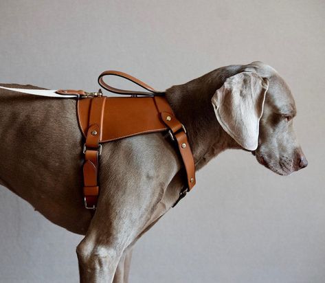 @tola.italo on Instagram: “Finished fitted harness for Bandit. Handstitched Barenia leather with integrated straps and matching leash. Fully dyed and burnished edges.…” Leather Edge Finishing, Leather Dog Accessories, Dog Harness Tutorial, Dog Armor, Dog Harness Leather, Dog Harness Pattern, Leather Dog Harness, Dog Accesories, Puppy Harness