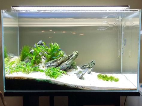 Aquarium Layout, Aquascaping Plants, Diy Fish Tank, Tropical Fish Aquarium, Tropical Fish Tanks, Fresh Water Fish Tank, Shrimp Tank, Aquascape Aquarium, Floating Plants