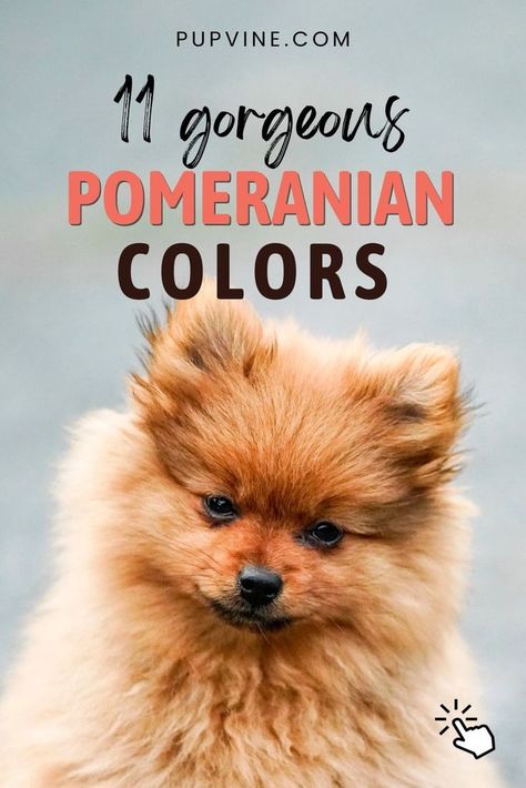 Pomeranian colors: Find out all about the shades and patterns of Pomeranians, and the ways to groom these little balls of fur! Lavender Pomeranian, Parti Pomeranian, Chocolate Pomeranian, Pomeranian Colors, Merle Pomeranian, Dog Haircut, Spitz Pomeranian, Pomeranian Dogs, Painting Fur