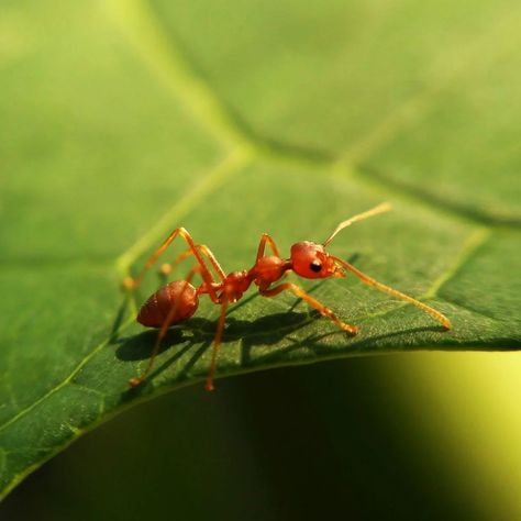 Fire Ant Bites, Ant Removal, Types Of Ants, Ant Bites, Ant Species, Ant Infestation, Red Ant, Ant Control, Ant Killer