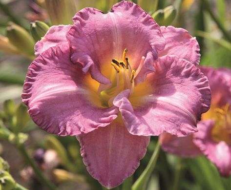 Hillside Gardening, Plants With Pink Flowers, Reblooming Daylilies, Geranium Rozanne, Cranesbill Geranium, Day Lilies, Blue And Purple Flowers, Hummingbird Garden, Coastal Gardens