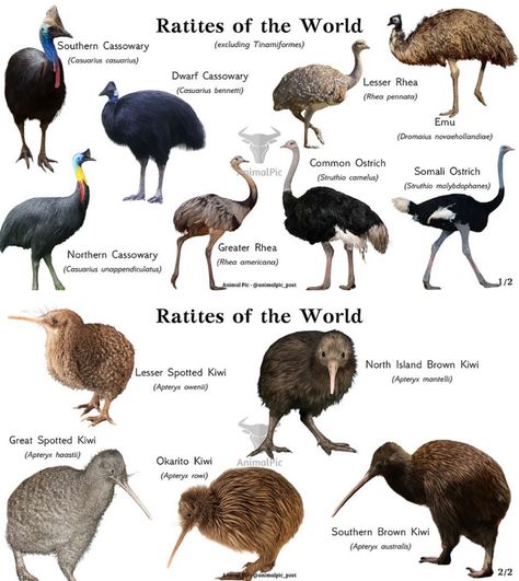 Animal Personality Types, Brazil Animals, Animal Types, Tiny Baby Animals, Names Of Birds, Wild Birds Photography, Animals Name In English, Animal Infographic, Pig Breeds