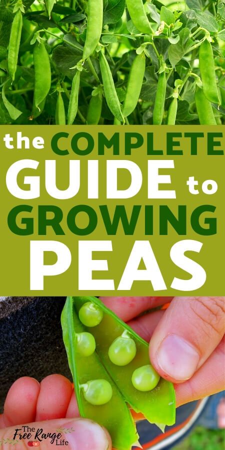 Have you considered growing peas in your garden? Learn how to grow peas from seed through harvest and try it out in your garden this spring! Harvesting Garden Vegetables, Pea Garden Ideas, Growing Peas In Containers, Growing Peas In Garden, Pea Garden, How To Grow Peas, Planting Peas, How To Grow, Zone 4 Gardening