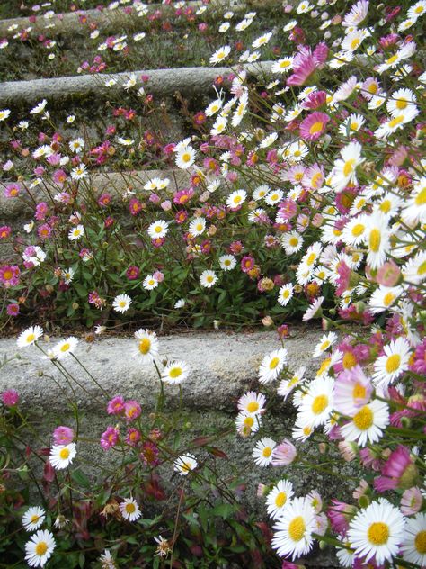 . Daisies In Garden, Crazy Daisies, Garden Clothing, Stone Steps, Crazy Daisy, Daisy Love, Coastal Gardens, Back Garden, Dream Garden