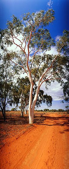 Western Australia Travel, Australia Landscape, Australian Trees, Australian Outback, Outback Australia, Dirt Road, Northern Territory, Australian Cattle Dog, Great Barrier Reef