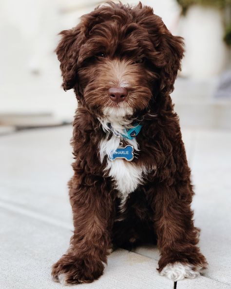 Chocolate Brown Goldendoodle, Brown Mini Goldendoodle, Mini Doodle Dog, Brown Doodle Puppy, Chocolate Mini Poodle, Goldendoodle Chocolate, Chocolate Mini Goldendoodle, Chocolate Doodle Dogs, Brown Goldendoodle