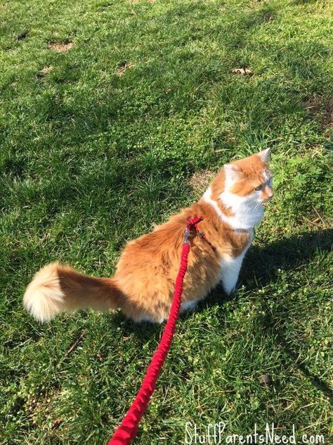 Cat on a leash? What do you think? Cat On A Leash, Comedy Scripts, Cat Jumping, First Time Cat Owner, Adventure Cat, Cat Leash, What Cat, Leash Training, Sleep Cycle